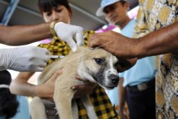 239 anjing di wilayah Cianjur sudah diberi vaksinasi rabies