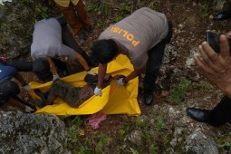 Penumbuk batu karang tewas di hutan
