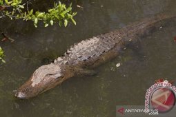 Saat mencari ikan, seorang warga pasaman digigit buaya