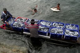 Harga ikan tongkol turun drastis di Abdya