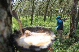 Jasa Sadap Karet di Aceh