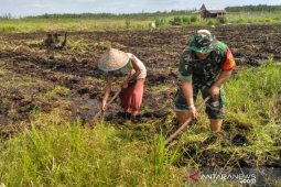 Wabup Bangka dorong petani garap lahan sawah