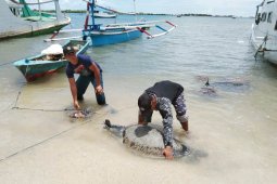 Lanal Denpasar gagalkan penyelundupan penyu hijau di Buleleng