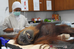 SOCP sukses operasi orangutan "Hope" dengan puluhan peluru di tubuh