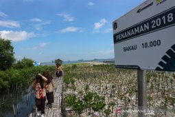 Kala mangrove menguasai pesisir