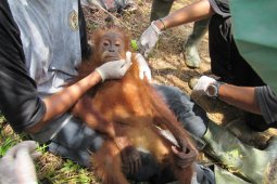 Ditemukan tak berdaya, petugas evakuasi orangutan dari perkebunan sawit
