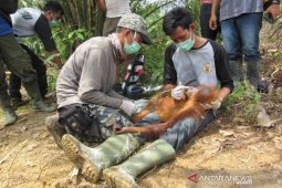 Satu lagi Orangutan diselamatkan dari perkebunan sawit