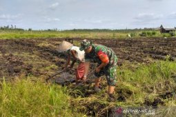 Koramil 06 ajak petani Bukit Layang garap sawah (Video)
