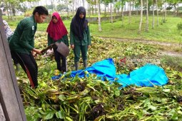 Polbangtan Medan ciptakan limbah eceng gondok menjadi "harta karun" berharga