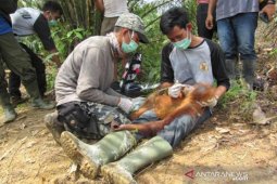 Dalam tiga bulan, YOSL-OIC evakuasi 10 orangutan