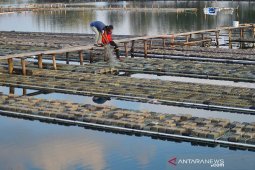 Kesulitan bibit kepiting soka