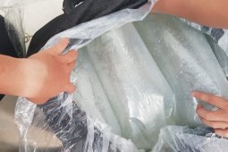 Bea Cukai Entikong gagalkan penyelundupan ikan Arwana Super Red