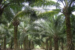 Luhut bantah sawit penyebab besar deforestasi