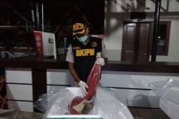 Volume Ekspor Tuna Gorontalo Capai 30,8 Ton