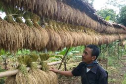 Petani Badui musim panen padi huma