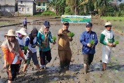 BPTP Jambi tanam perdana "denfarm" padi di Kerinci