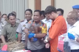 Warga Rusia selundupkan orangutan terancam lima tahun penjara