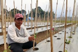 Pertanian di Tapanuli Selatan mulai menghadapi kemarau