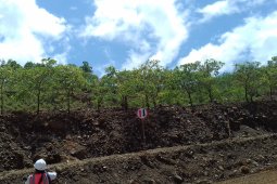 TGI kembangkan minyak cengkeh di Maluku Utara