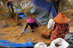 Gabah petani di Garut masih dihargai Rp4.700 per kilogram