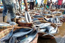 Harga ikan masih normal di Banda Aceh