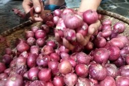 Harga bawang merah di pasar Ambon naik