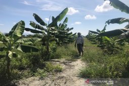 Bekas pejabat Abdya tanam pisang seluas 50 hektare