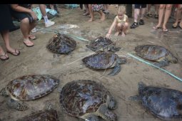 18 Penyu Hijau dilepasliarkan di Pantai Kuta