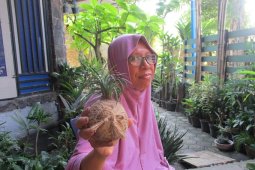 Budi daya tanaman hias "kokedama" semakin diminati