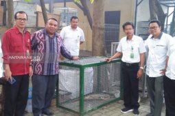 Bayi komodo yang akan diselundupkan dibawa kembali ke NTT