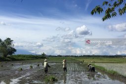 Tanah Bumbu plants 16,959 hectares of rice