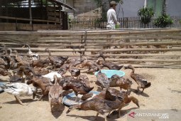 Usaha peternakan itik di Rejang Lebong cukup menjanjikan