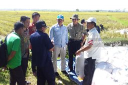 Harga gabah anjlok, Kementerian Pertanian turun ke Jember