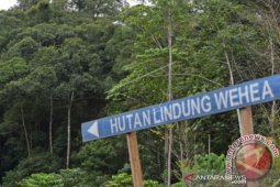 Pemprov Kaltim dukung Forum FEE Wehea Kelay Untuk Orangutan