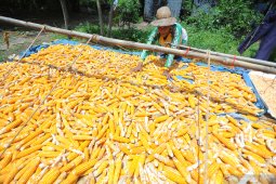 Harga Jagung Turun