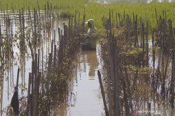 Dampak Banjir Di Tulungagung