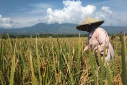 Produksi gabah turun tiga ton per hektare di Aceh