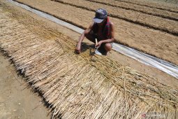 Persiapan Pembibitan Tembakau