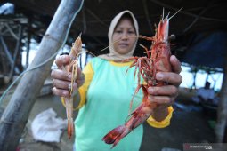 Target Produksi Udang 2019