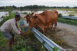 Hewan Ternak Warga Di Pengungsian Banjir
