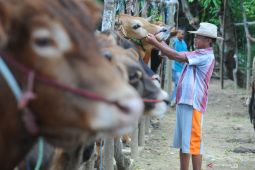 Upaya Pamekasan mendukung swasembada daging dengan sapi Madura