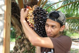 Harga TBS sawit di Mukomuko kembali turun