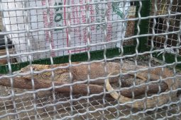 Pengamat: Indonesia bisa ambil komodo di luar negeri