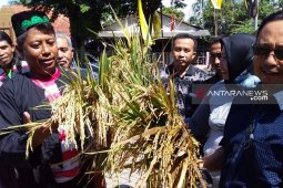 Panen raya, harga gabah petani Jember di bawah HPP