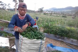 Harga sayur mayur anjlok di Curup