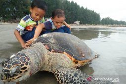 Penyu hijau langka kembali ditemukan mati di Aceh Jaya
