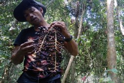 Petani Riau tanam Jernang sekaligus lestarikan hutan