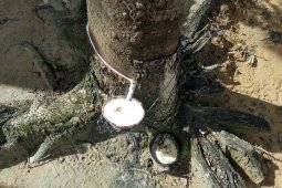 Harga  getah karet  turun