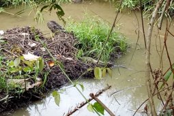 Telur buaya muara menetas di kebun warga Agam