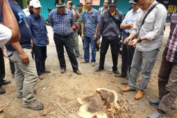 Kadishut sebut ada maling di kasus hilangnya belasan pohon sonokeling